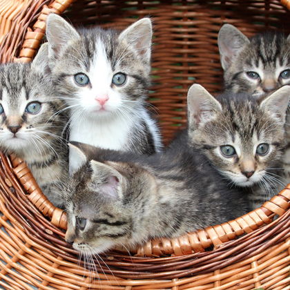 Cats