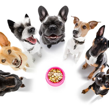 Dogs