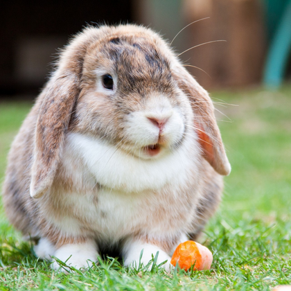 Rabbits