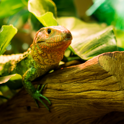 Reptiles