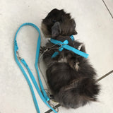 Nylon Small Pet Harness and Leash