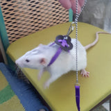 Nylon Small Pet Harness and Leash