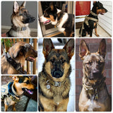 Dog Training Collar or Collar and Leash Set