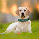 Personalized Custom Leather Dog Collar