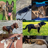 Large Dog Training Harness and  Leash Set